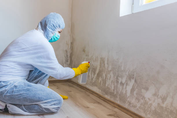 Mold Removal and Inspection in Jacksonville, FL